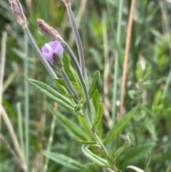 Epilobium billardiereanum subsp. hydrophilum at Braidwood, NSW - 22 Mar 2023 12:52 PM