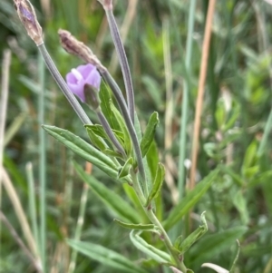 Epilobium pallidiflorum at Braidwood, NSW - 22 Mar 2023 12:52 PM