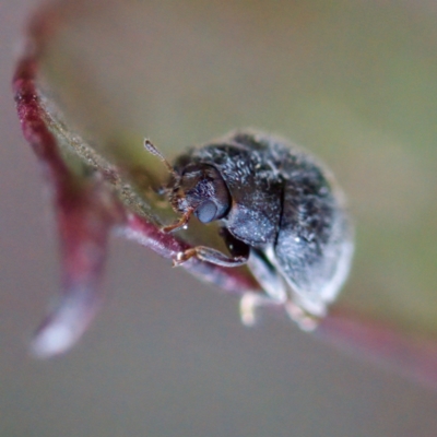 Coccinellidae (family) (Unidentified lady beetle) at Gungahlin, ACT - 27 Aug 2023 by KorinneM