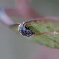 Coccinellidae (family) at Gungahlin, ACT - 27 Aug 2023