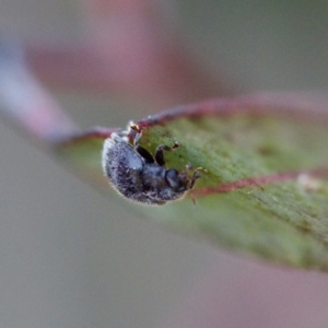 Coccinellidae (family) at Gungahlin, ACT - 27 Aug 2023