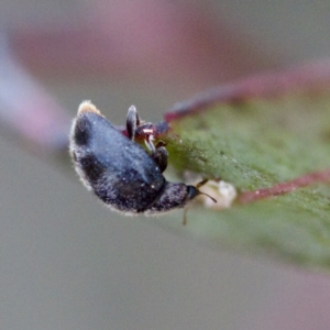 Coccinellidae (family) at Gungahlin, ACT - 27 Aug 2023 03:00 PM