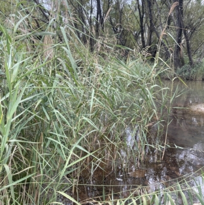 Phragmites australis (Common Reed) at Bendoura, NSW - 22 Mar 2023 by JaneR