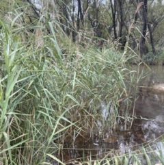 Phragmites australis (Common Reed) at Bendoura, NSW - 22 Mar 2023 by JaneR