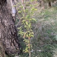 Ligustrum lucidum (Large-leaved Privet) at Mount Majura - 1 Sep 2023 by waltraud