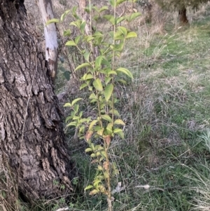 Ligustrum lucidum at Hackett, ACT - 1 Sep 2023