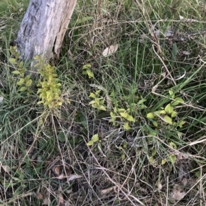 Ligustrum lucidum at Hackett, ACT - 1 Sep 2023 05:52 PM