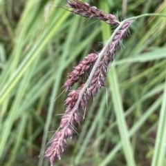 Echinochloa crus-galli (Barnyard Grass) at Krawarree, NSW - 22 Mar 2023 by JaneR