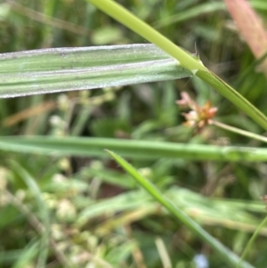 Echinochloa crus-galli at Krawarree, NSW - 22 Mar 2023