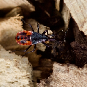 Dindymus versicolor at Forde, ACT - 27 Aug 2023 02:20 PM