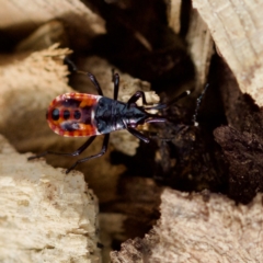 Dindymus versicolor (Harlequin Bug) at Forde, ACT - 27 Aug 2023 by KorinneM