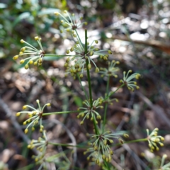 Lomandra multiflora (Many-flowered Matrush) at Ulladulla, NSW - 3 Aug 2023 by RobG1