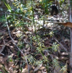 Lomandra multiflora at Ulladulla, NSW - 3 Aug 2023 12:15 PM