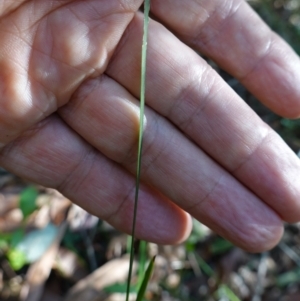 Lomandra multiflora at Ulladulla, NSW - 3 Aug 2023 12:15 PM