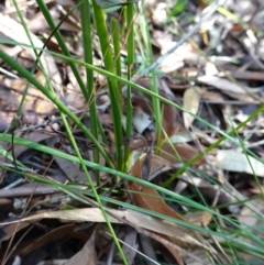 Lomandra multiflora at Ulladulla, NSW - 3 Aug 2023 12:15 PM