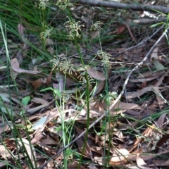 Lomandra multiflora at Ulladulla, NSW - 3 Aug 2023 12:15 PM