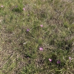 Romulea rosea var. australis (Onion Grass) at Mount Majura - 2 Sep 2023 by waltraud
