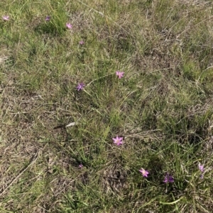 Romulea rosea var. australis at Majura, ACT - 2 Sep 2023