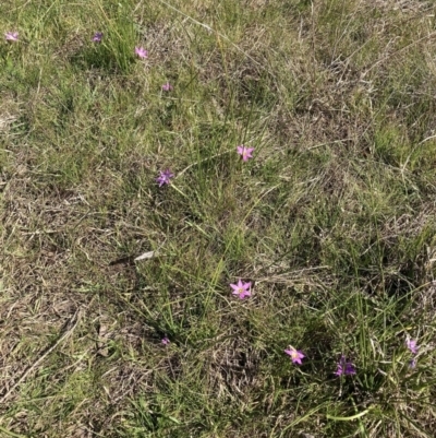 Romulea rosea var. australis (Onion Grass) at Majura, ACT - 2 Sep 2023 by waltraud