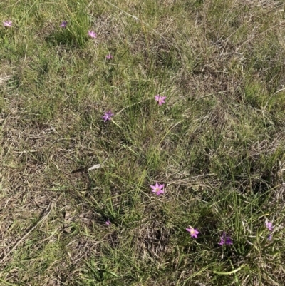 Romulea rosea var. australis (Onion Grass) at Mount Majura - 2 Sep 2023 by waltraud