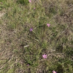 Romulea rosea var. australis at Majura, ACT - 2 Sep 2023