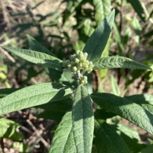 Olearia lirata at Majura, ACT - 2 Sep 2023 03:54 PM