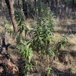 Olearia lirata at Majura, ACT - 2 Sep 2023 03:54 PM