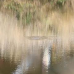 Cyprinus carpio at Molonglo Valley, ACT - 3 Sep 2023 by JimL