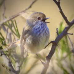 Acanthiza pusilla (Brown Thornbill) at Weston, ACT - 3 Sep 2023 by JimL