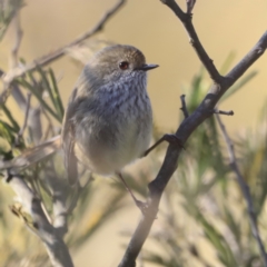 Acanthiza pusilla at Weston, ACT - 3 Sep 2023