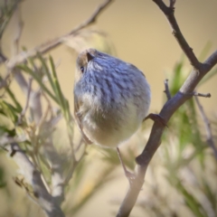 Acanthiza pusilla at Weston, ACT - 3 Sep 2023