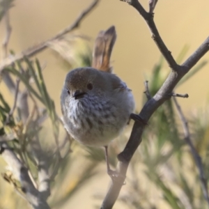 Acanthiza pusilla at Weston, ACT - 3 Sep 2023