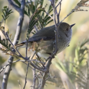 Acanthiza pusilla at Weston, ACT - 3 Sep 2023