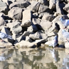 Columba livia (Rock Dove (Feral Pigeon)) at Molonglo Valley, ACT - 2 Sep 2023 by JimL