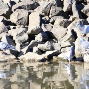 Columba livia at Molonglo Valley, ACT - 3 Sep 2023