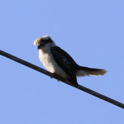 Dacelo novaeguineae (Laughing Kookaburra) at Weston, ACT - 2 Sep 2023 by JimL