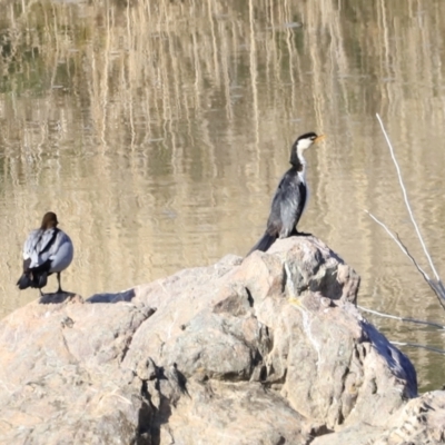 Microcarbo melanoleucos (Little Pied Cormorant) at Molonglo Valley, ACT - 2 Sep 2023 by JimL