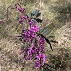 Indigofera australis subsp. australis (Australian Indigo) at Hackett, ACT - 2 Sep 2023 by waltraud