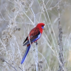 Platycercus elegans (Crimson Rosella) at Weston, ACT - 3 Sep 2023 by JimL