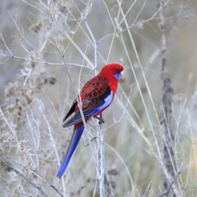 Platycercus elegans (Crimson Rosella) at Weston, ACT - 3 Sep 2023 by JimL