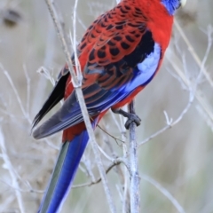 Platycercus elegans at Weston, ACT - 3 Sep 2023