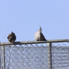 Ocyphaps lophotes (Crested Pigeon) at Weston, ACT - 3 Sep 2023 by JimL