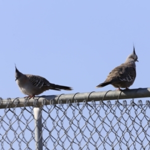 Ocyphaps lophotes at Weston, ACT - 3 Sep 2023