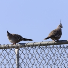 Ocyphaps lophotes at Weston, ACT - 3 Sep 2023