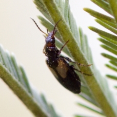 Sarothrocrepis civica (An arboreal 'ground' beetle) at Mulligans Flat - 27 Aug 2023 by KorinneM