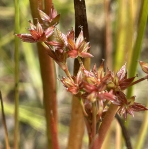 Juncus fockei at Larbert, NSW - 8 Mar 2023