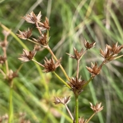 Juncus fockei at Larbert, NSW - 8 Mar 2023