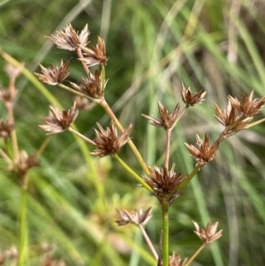 Juncus fockei at Larbert, NSW - 8 Mar 2023 03:10 PM