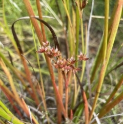 Juncus fockei at Larbert, NSW - 8 Mar 2023 03:10 PM