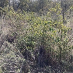 Cotoneaster glaucophyllus at Majura, ACT - 2 Sep 2023